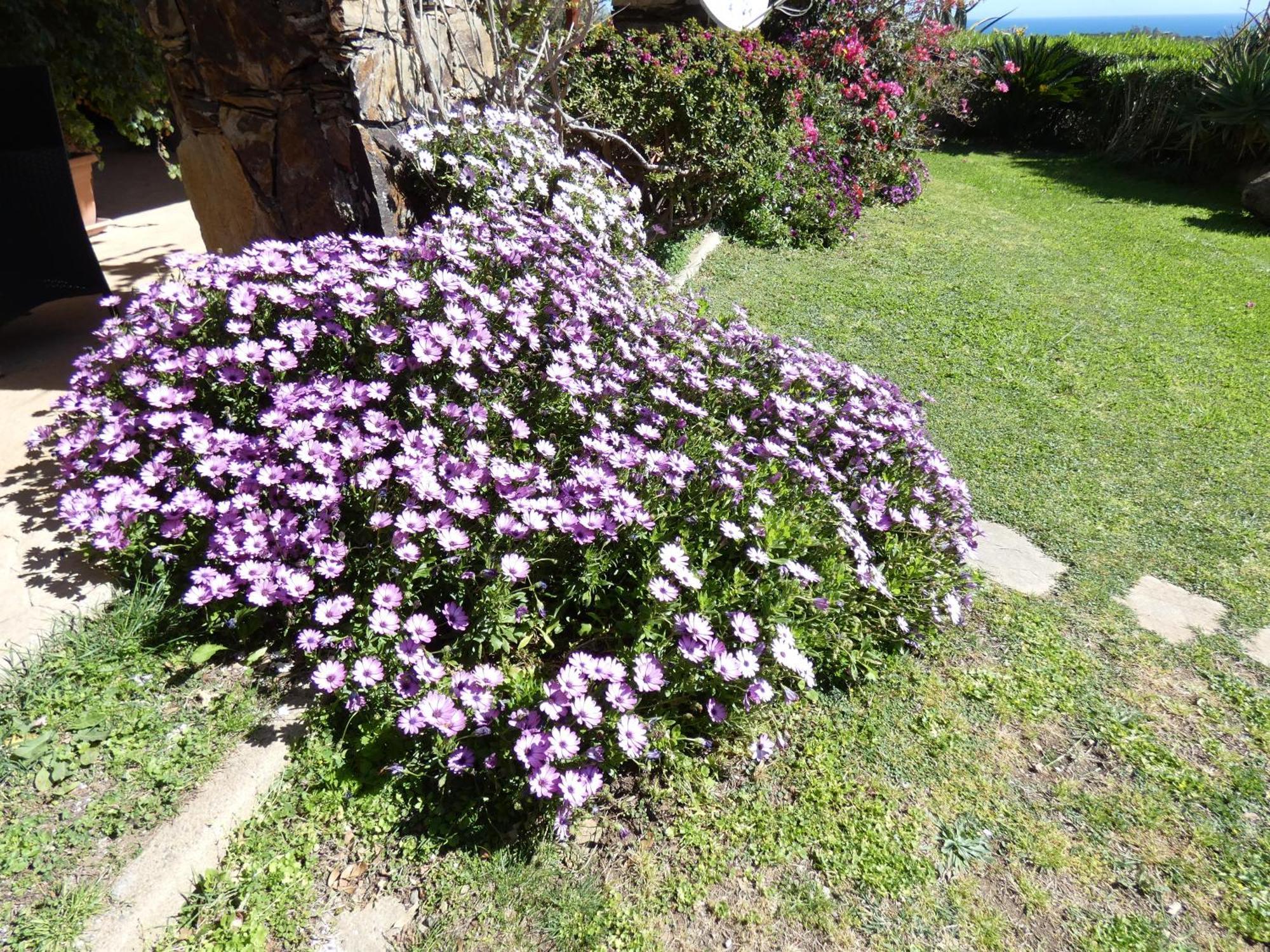 Comino Alto Agriturismo E Appartamenti Siniscola Kültér fotó